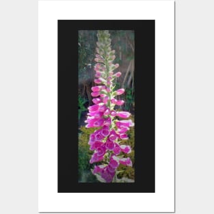 English Foxglove Posters and Art